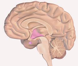 brain