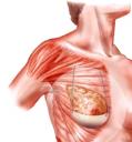 internal_bra.JPG