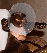 cat.jpg