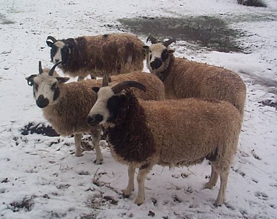 snow05-012.jpg
