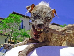 ugly_dog.jpg