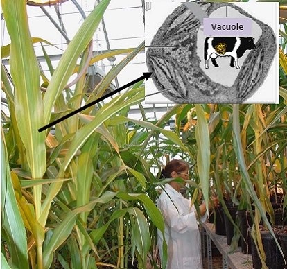 Cellobiase Corn