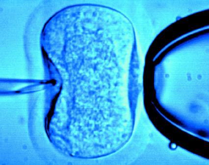 in vitro