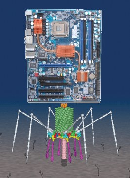 virus