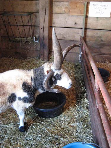 Jacob's Ram, by ellenm1
