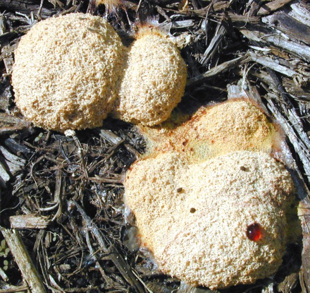 slime_mold