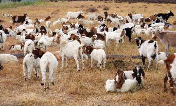 goats