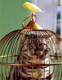 caged-cat-and-canary