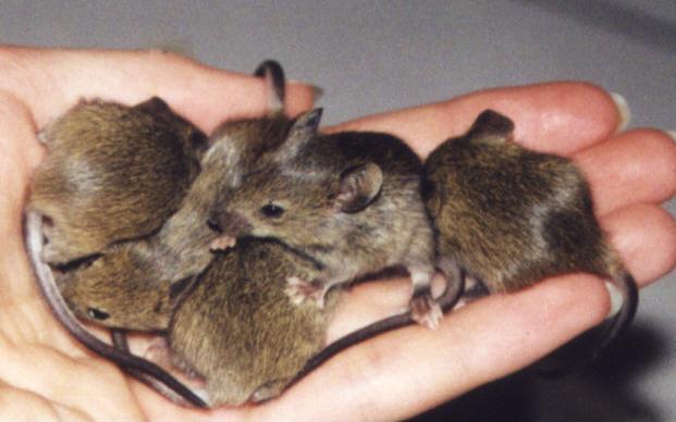 mice