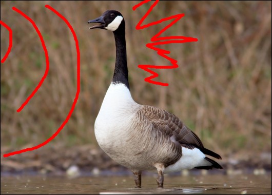 canadian_goose