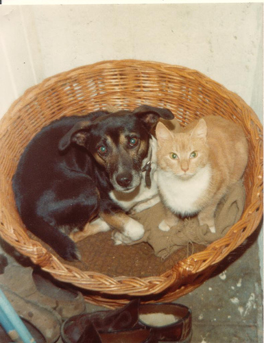Fang and "the Ginger Cat" by Elsie esq.