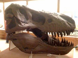 Orton fossil