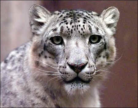 snow_leopard_face_shot_photo