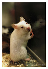 mouse