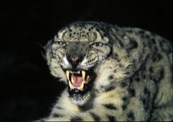 scaledsnow-leopard