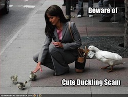 duckscam