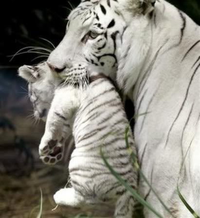 WhiteLionCarryingCub2