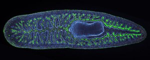 planaria