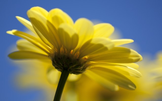 02303_yellowone_1680x1050