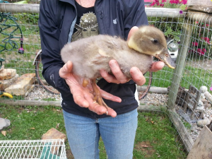 duck-3d-printed-leg-3