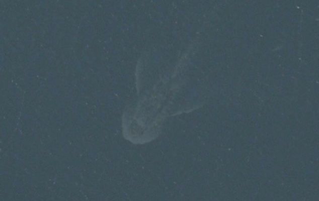 lochness2
