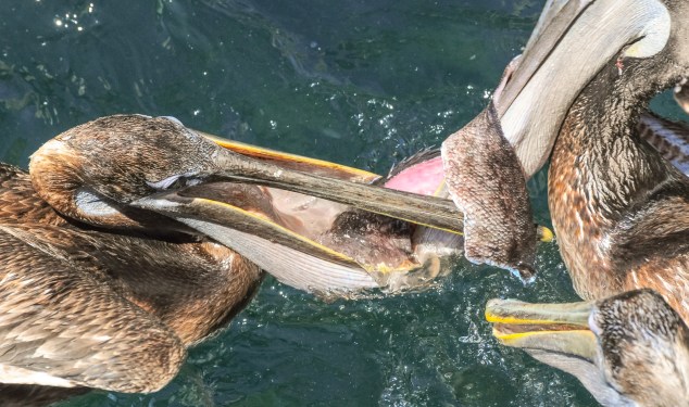 Pelicans fight over a dead fish.