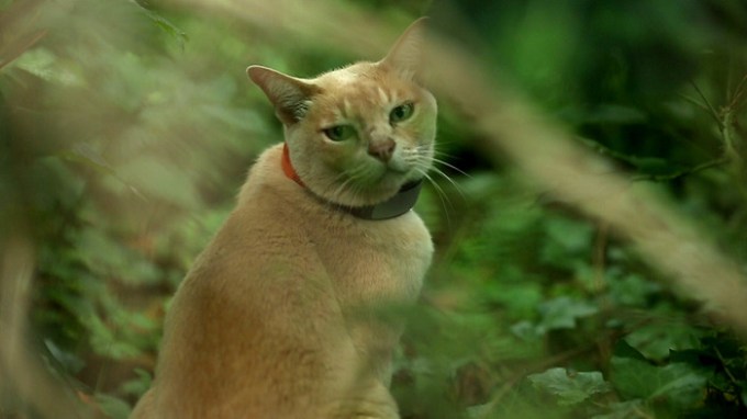 pawtrack