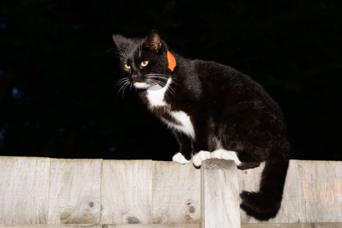pawtrack2
