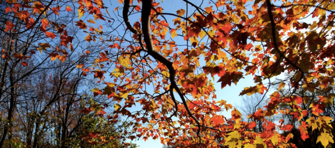 Fall leaves with blue sky