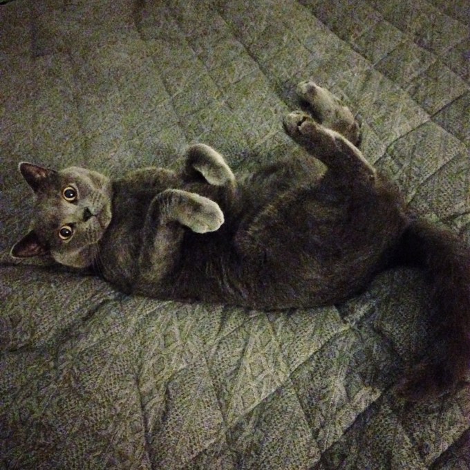 cat