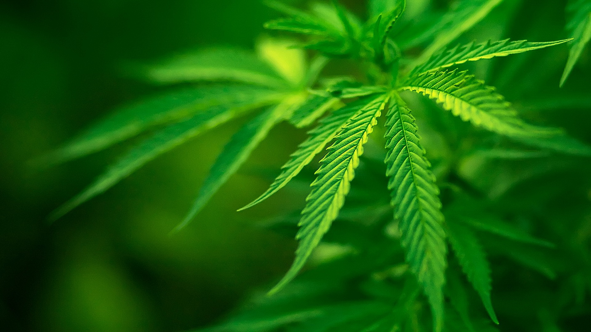 Anandia Labs analyzes marijuana to optimize cultivation 