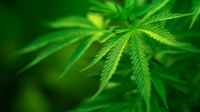 tumblr_static_weed-leaf-wallpaper_3672