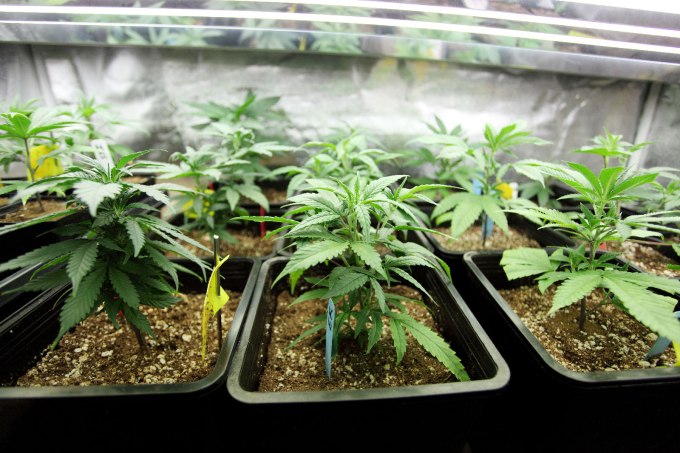 Marijuana crop growing indoors