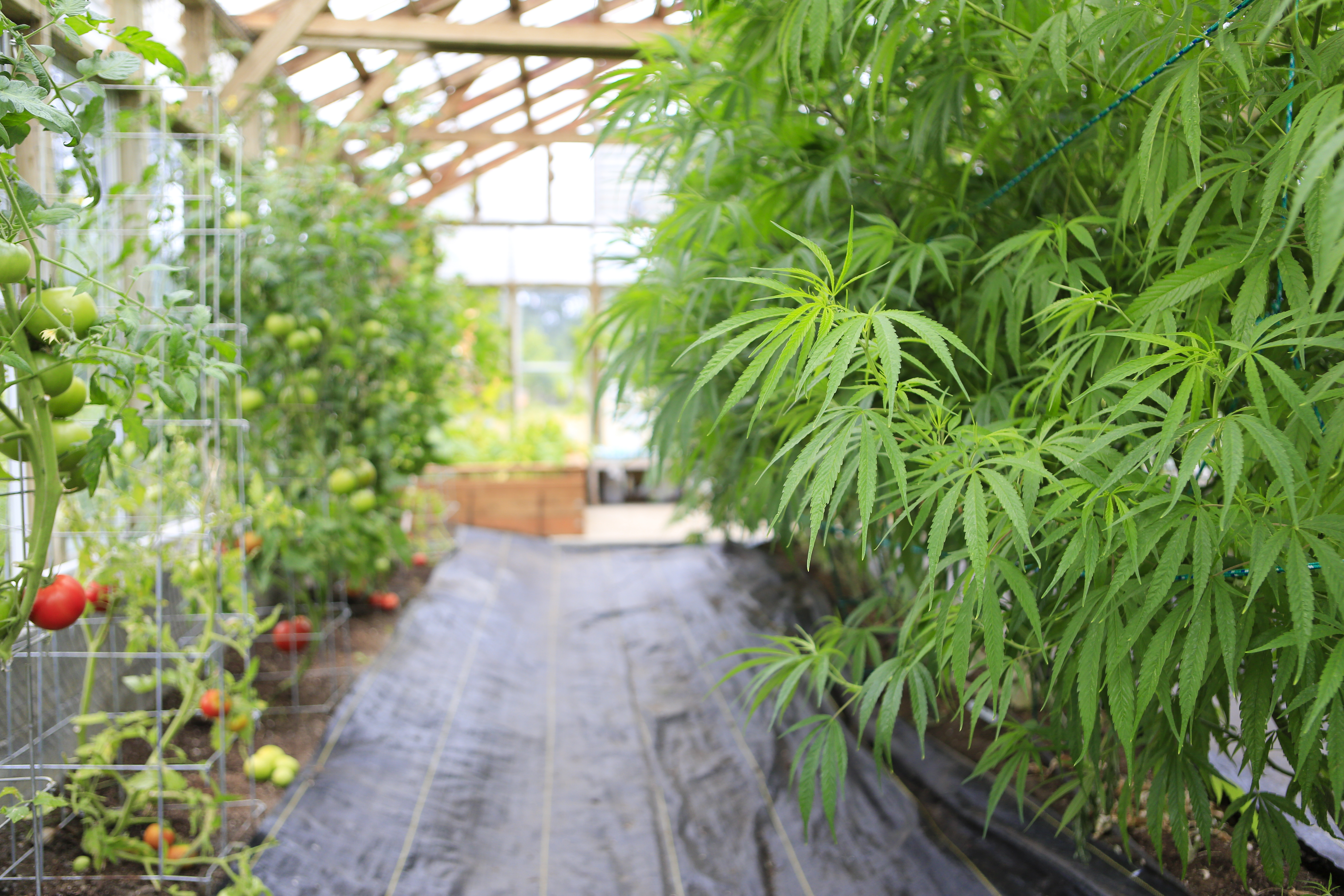 MJ Freeway's software drives pot sales with help from $14 million 