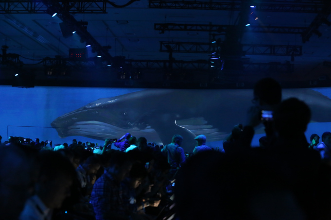 Whale 
