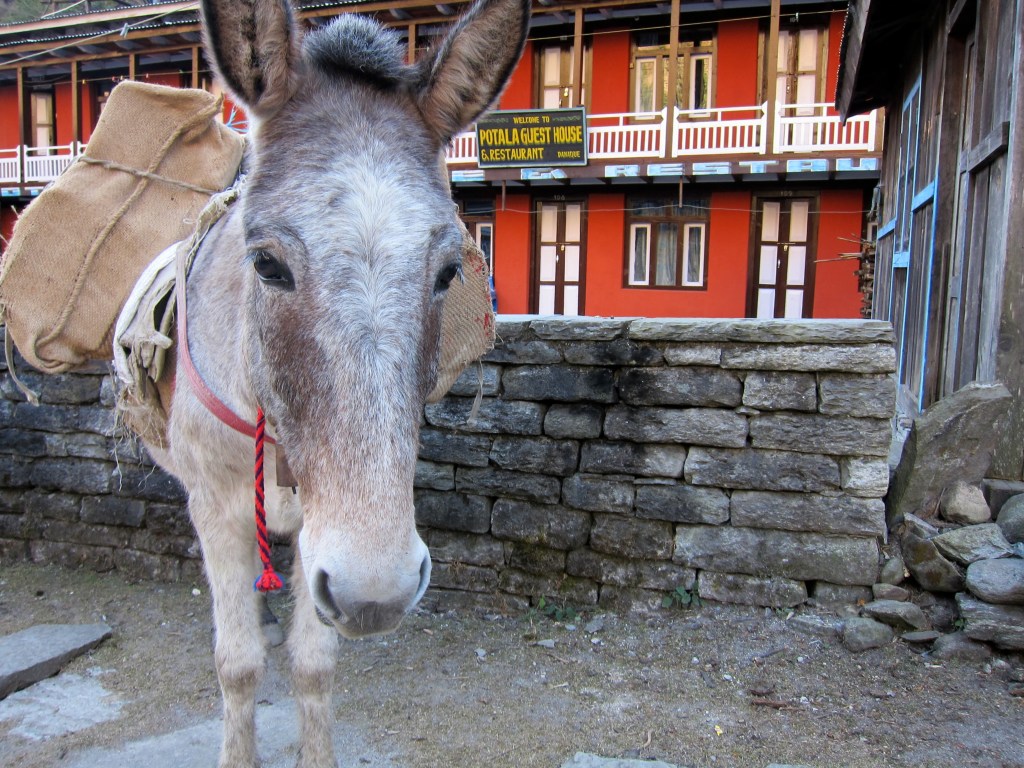 Closeup of mule carrying bags.