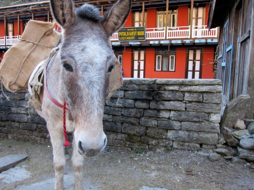 Closeup of mule carrying bags.