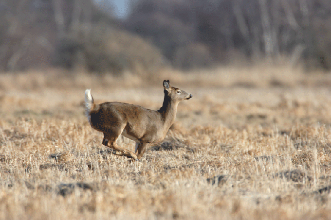 71972107.lafsgRgp.Deerrunning