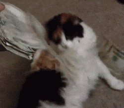 giphy (5)
