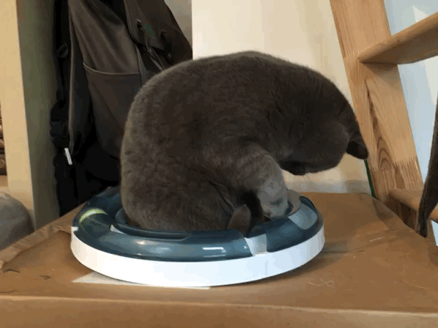 Live GIF 