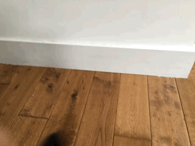 Live GIF cat attack