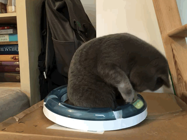 Live GIF