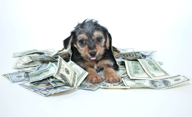 Silly Morkie puppy sticking out his tongue while laying in a pile of one hundred dollar bills.