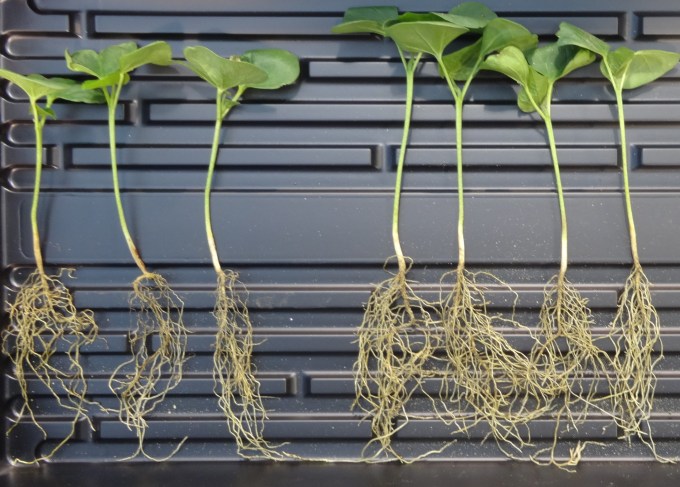 3- Cotton root biomass (1)