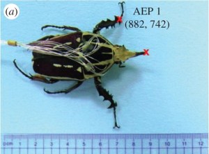 bugbot illo1
