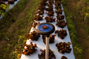 Arable_Pulsepod2