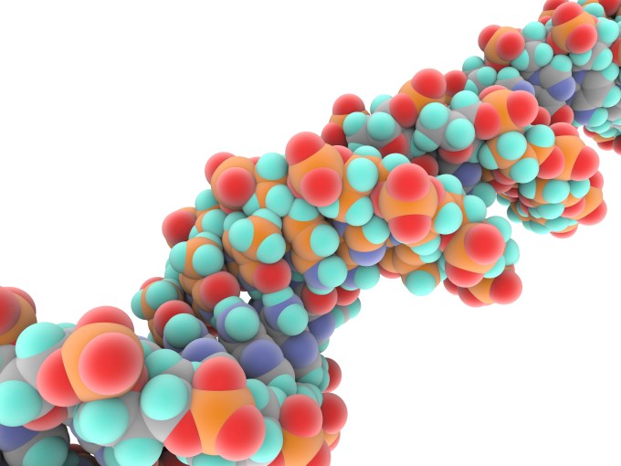 DNA molecule
