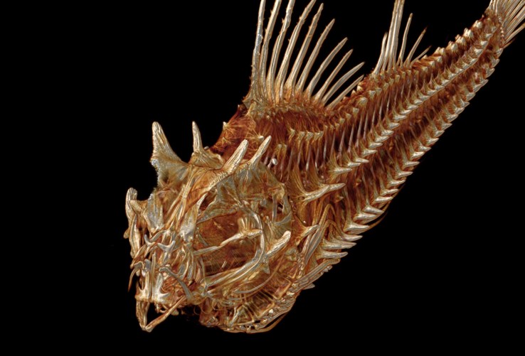 Hypsagonus-quadricornis-Fourhorn-poacher