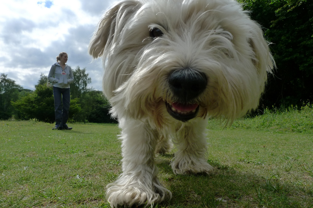 walking the dog