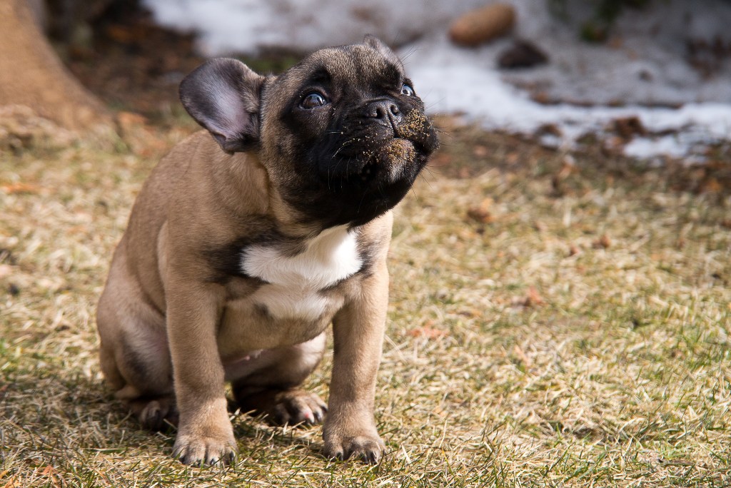 dog